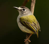 Black-capped Pygmy Tyrant