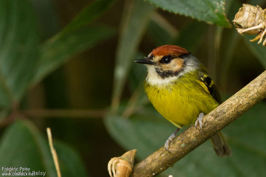 Rufous-crowned Tody-Flycatcheradult, close-up portrait