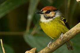 Rufous-crowned Tody-Flycatcher