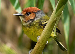 Rufous-crowned Tody-Flycatcher