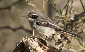 Fairy Flycatcher