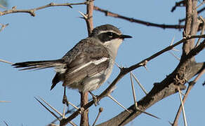 Fairy Flycatcher