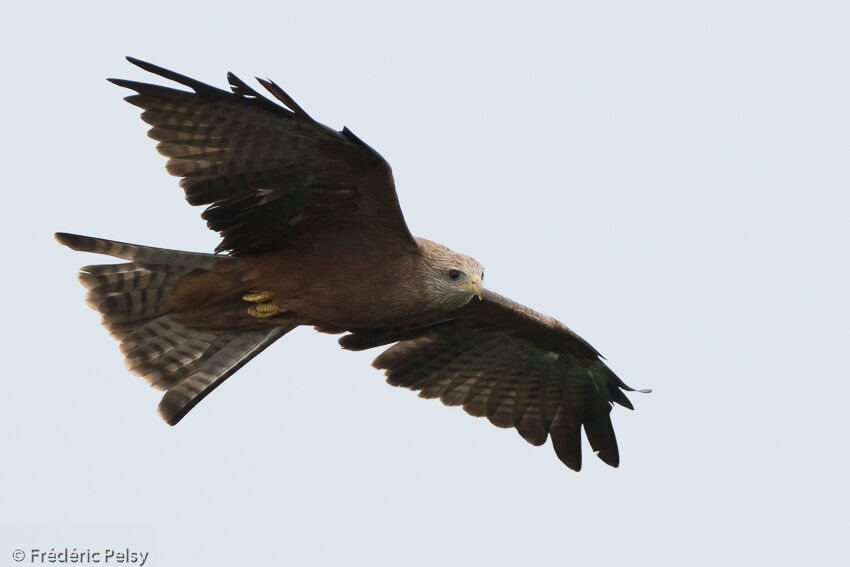 Yellow-billed Kiteadult