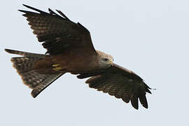 Yellow-billed Kite