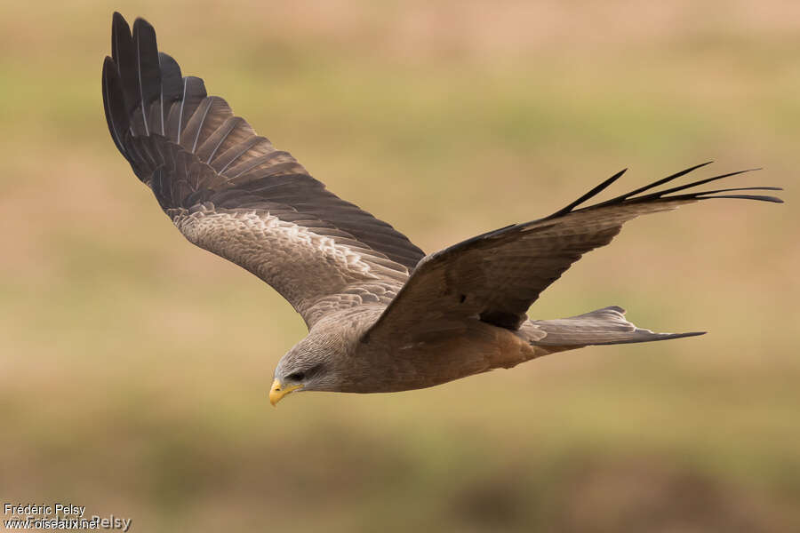 Yellow-billed Kiteadult, Flight