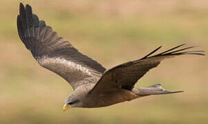 Yellow-billed Kite