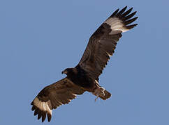 Black-breasted Buzzard