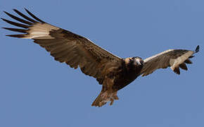 Black-breasted Buzzard