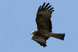 Square-tailed Kite