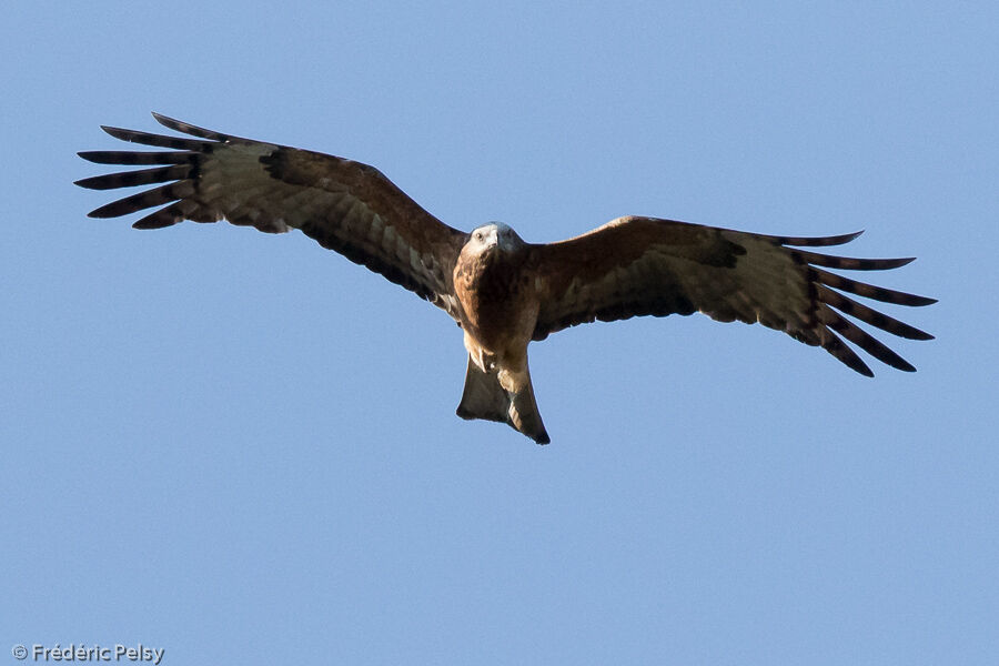 Square-tailed Kiteadult, Flight