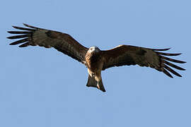 Square-tailed Kite