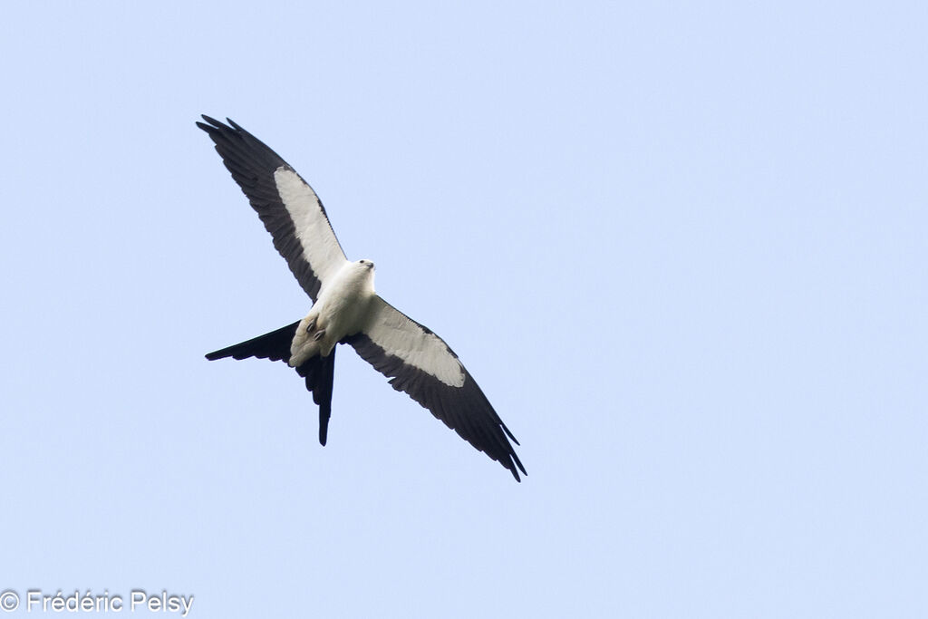 Swallow-tailed Kite, Flight