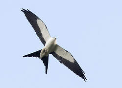 Swallow-tailed Kite