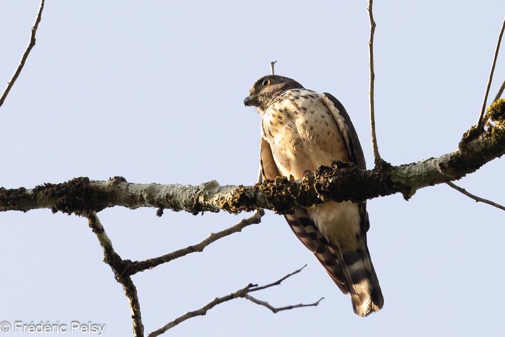 Double-toothed Kiteimmature