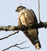 Double-toothed Kite