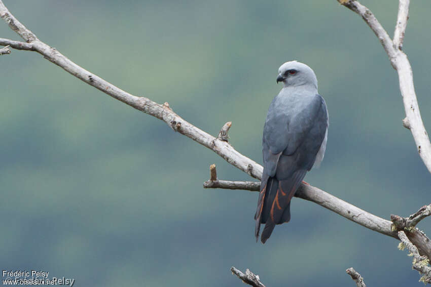 Milan bleuâtreadulte, identification