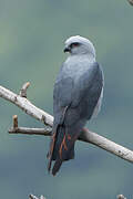 Plumbeous Kite