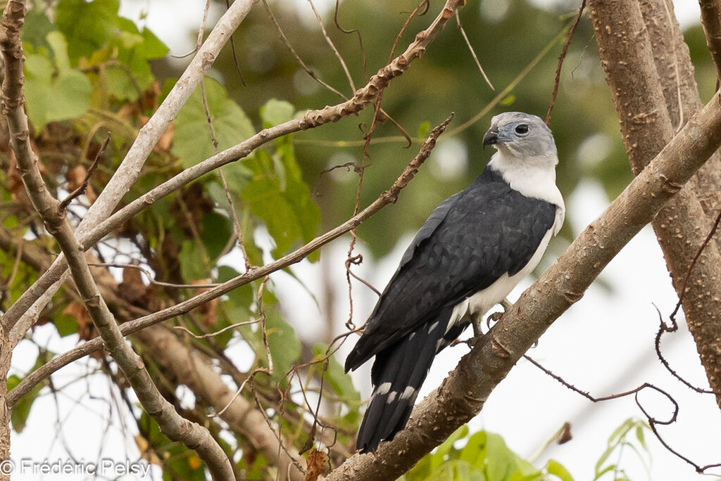 Grey-headed Kite