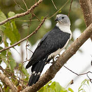 Grey-headed Kite