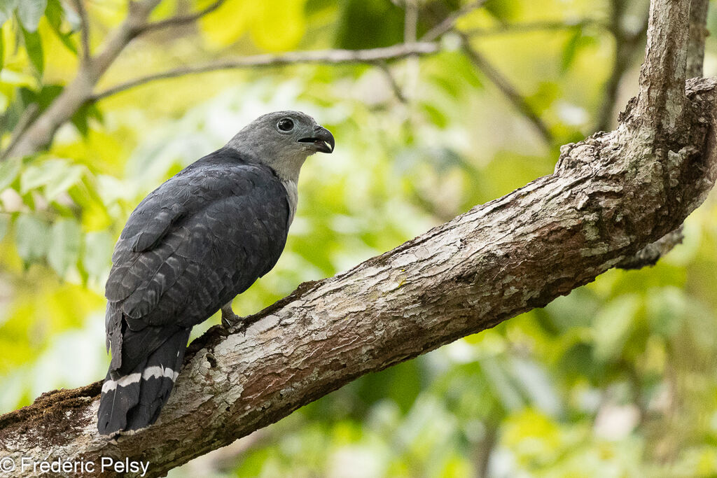 Grey-headed Kite