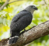 Grey-headed Kite