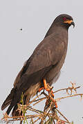 Snail Kite