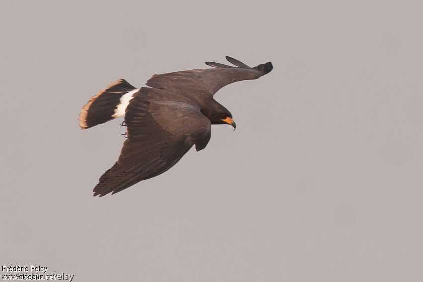 Snail Kite male adult, Flight