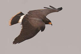 Snail Kite