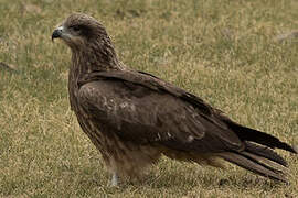 Black Kite