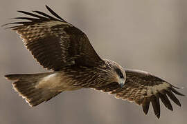 Black Kite