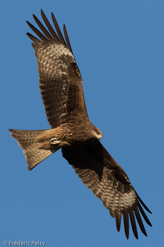 Black Kite, Flight