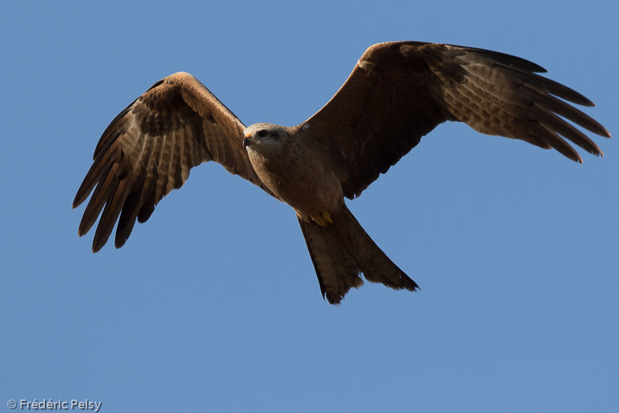 Black Kite, Flight