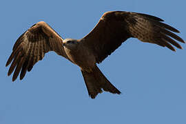 Black Kite