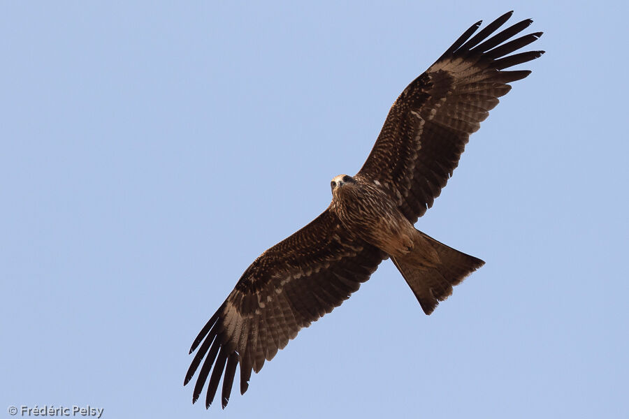 Black Kite, Flight