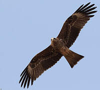 Black Kite