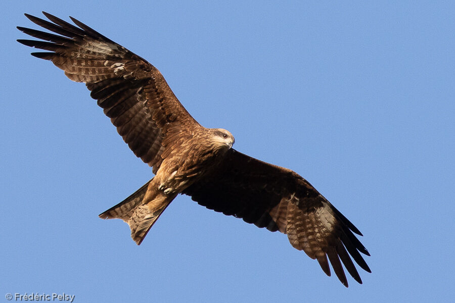 Black Kite, Flight