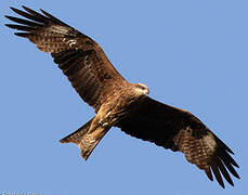 Black Kite