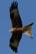 Red Kite