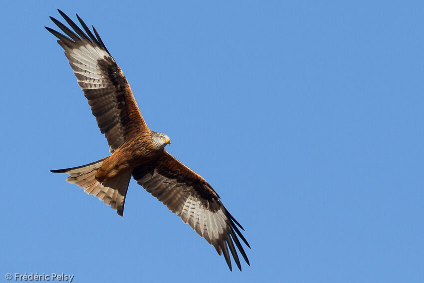 Red Kite, Flight