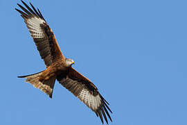 Red Kite