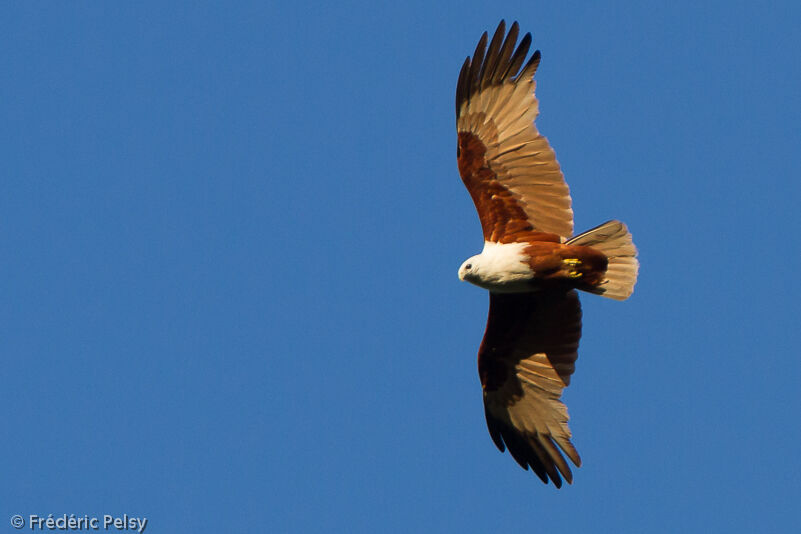 Brahminy Kiteadult