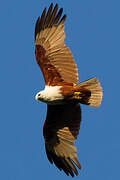 Brahminy Kite