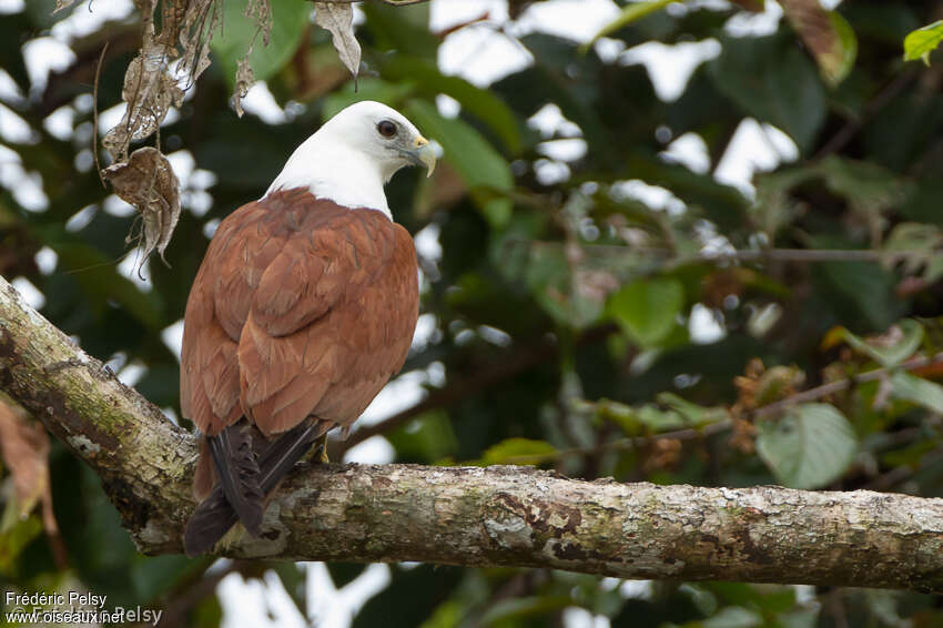 Brahminy Kiteadult