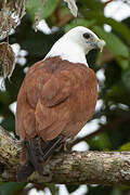 Brahminy Kite