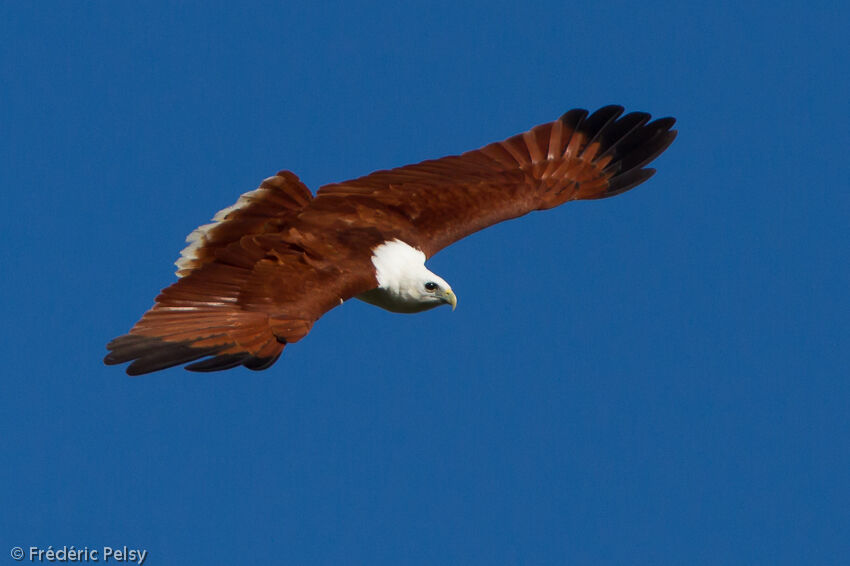 Brahminy Kiteadult