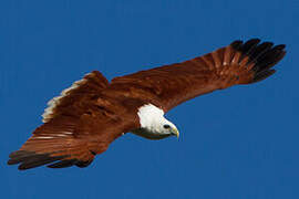 Brahminy Kite