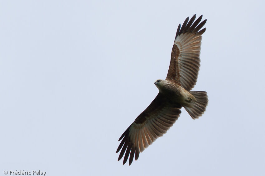 Brahminy Kitejuvenile