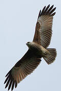 Brahminy Kite