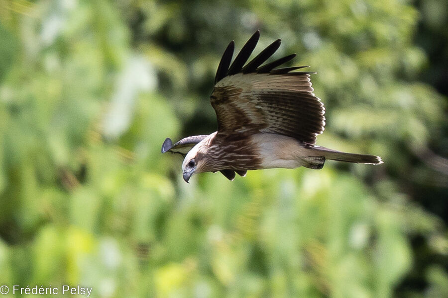 Brahminy Kitejuvenile, Flight