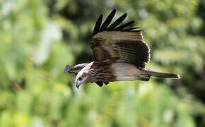 Brahminy Kite